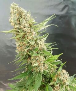 Buy - Critical Gorilla - Expert Seeds - Cannabis Seeds