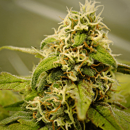 Семена канабиса канада худеть от марихуаны