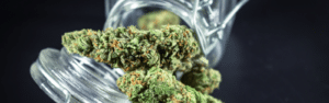 40 percvent cannabis trains