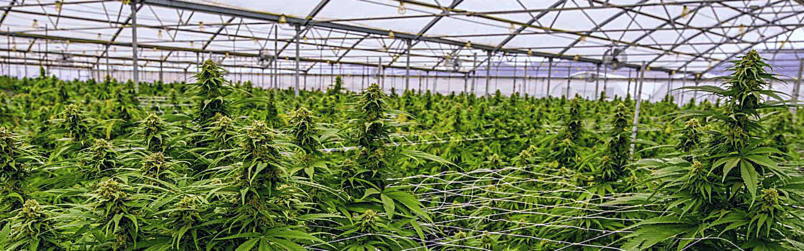 Выращивание конопли scrog семена марихуаны с тгк от 25