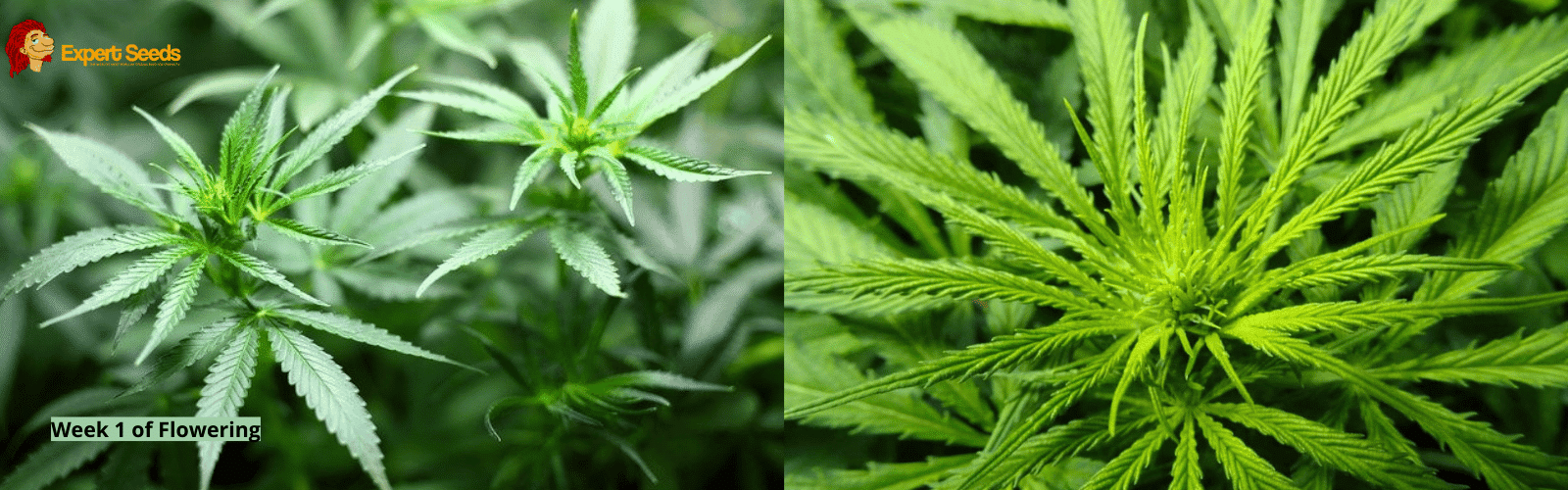 大麻开花期周报 专家种子库